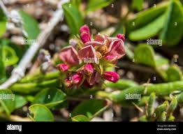 Image result for Alysicarpus