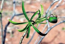 Image result for Jatropha botswanica