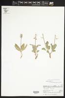 Image result for Asclepias buchwaldii