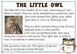 Teachers Pet Free Classroom Display Resources For Early Years Eyfs Key Stage 1 Ks1 And Key Stage 2 Ks2 Owl Owl Information Nocturnal Animals