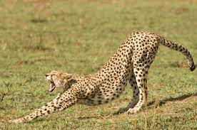 The Cheetah The World S Fastest Land Animal Can Accelerate To 70 Mph In Three Seconds Faster Than A Sports Car Unlike Most Cats T Wild Cats Cats Cheetah