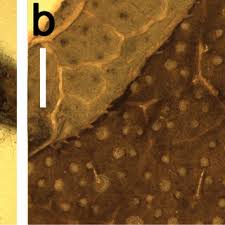 Image result for Coccinia adoensis