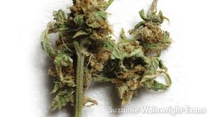 About two weeks after depositing eggs inside the leaves, the larvae begin to dig tunnels. Take Control Of Mites In Cannabis Crops Greenhouse Grower