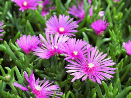 Image result for Lampranthus spp.