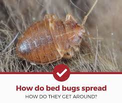 If you don't have a steam cleaner, try taking a hair dryer to the area. How Do Bed Bugs Spread Your Room Home Apartment Etc Pest Strategies