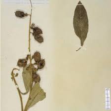 Image result for Crotalaria trichotoma