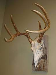 The Diy Hunter Diy European Skull Mounts Deer Skulls Deer Skull Mount Deer Antler Decor