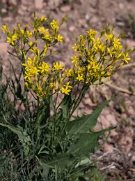 Image result for Crepis