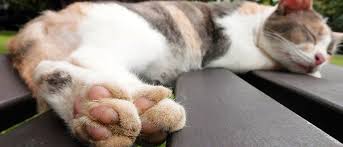 The No Fear Way To Trim Your Cat S Nails Vetbabble
