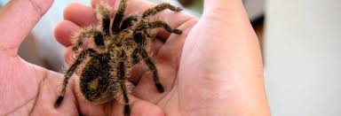 Image result for Tarantula Bite