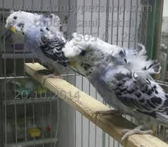 Guney Petshop Www Guneypetshop Com