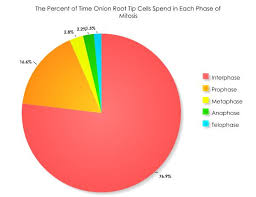 Check spelling or type a new query. Mitosis Lab Under The Microscope