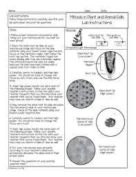 Animal and plant cell mitosis questions. Mitosis Of Animal And Plant Cells Lab By Science With Mrs Lau Tpt