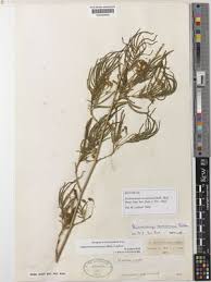 Image result for Alantsilodendron pilosum