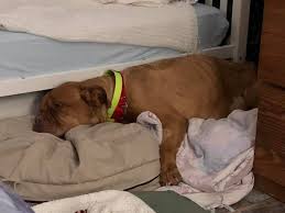 The chicago french bulldog rescue appreciates any amount you can donate. A Change Of Plans For Me This Morning I Lone Star Dog Ranch Dog Ranch Rescue Facebook