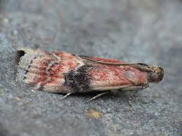 Image result for Mompha divisella