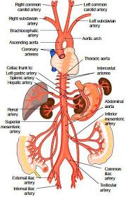 The Aorta And Its Parts The Aorta Ascends Toward The Right From The Left Ventricle Then It Curves Posterior Anatomy And Physiology Medical Anatomy Physiology