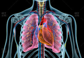 Rib Cage Stock Photos Offset
