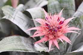 Les photos suivantes vous permettront d'identifier les plantes d'intérieur. Les Plantes D Interieur Fleuries Tuincentrum De Molen