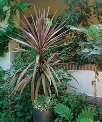 Check spelling or type a new query. Designing With Spiky Plants Finegardening Plants Succulent Garden Design Landscaping Plants
