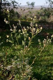 Image result for Pseudoconyza viscosa