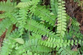 Image result for Adiantum hispidulum