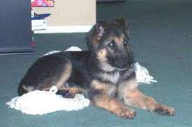 How To Find Free German Shepherd Puppies 2021 Guide