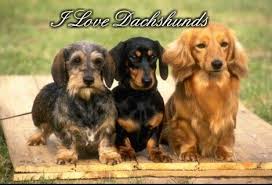 Some dog specialist regard mixed breed dogs to be healthier than their pure. Welcome To Dakota Dachshund Rescue