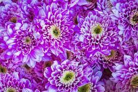 Closeup Of Chrysanthemum Textured Background Free Image By Rawpixel Com