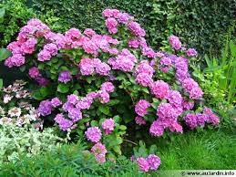 Si, si, les balcons au nord ou trop ombragés peuvent être très fleuris! Les Fleurs De L Ombre