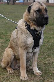 Http Www Fordogtrainers De Images Large Leather Dog Harness Caucasian Shepherd De Lrg Jpg Kangal Kopegi Kopek Turleri Kopek