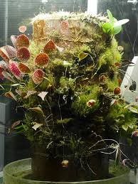 Nanovivarium Orchids Orchid Terrarium Miniature Orchids