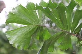 Image result for Aiphanes horrida