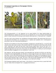 Image result for Ceropegia lugardiae