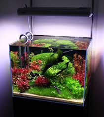 Dutch Ish Reprise Aquarium Fish Fresh Water Fish Tank Tropical Fish Aquarium
