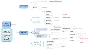 Classification Of Gram Negative Bacteria Gram Negative