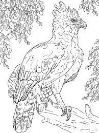 We did not find results for: Harpy Eagle Perched On A Branch Coloring Page Coloring Sun