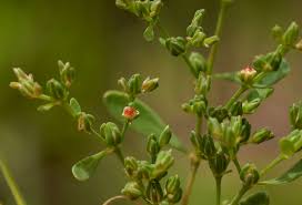 Image result for Polycarpon