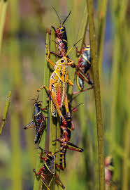 We did not find results for: They Re Backkkkkk Juvenile Eastern Lubber Grasshoppers Are Popping Up Everywhere In Palm Beach County Large Groups Of Young Lubbers Can Be Found Covering Shrubs Trees And Structures These Eastern Lubber Grasshoppers Were