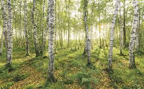 Check spelling or type a new query. Vliestapete Birch Trees Sh043 Vd4 Von Komar Stefan Hefele