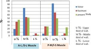 Based on the muscle name, identify where it is located, its action and any terms that indicate size and/or shape of the muscle. Papillary Muscles Of Left Ventricle Morphological Variations And It S Clinical Relevance Sciencedirect