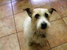Check spelling or type a new query. Wire Hair Jack Russell Terrier Shorty Youtube