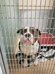 Giving your time is an incredibly important resource. Hopalong Rescue Hopalongrescue Twitter