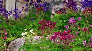 Image result for Aquilegia vulgaris Tower Mix
