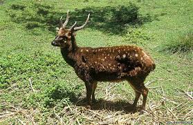The islands of negros and panay in the philippines contain the last existing habitat for the critically endangered visayan spotted deer (rusa alfredi) and visayan warty pig (sus cebifrons). Cervus Alfredi Earth Com