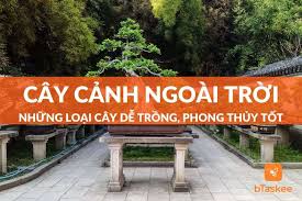 Top 15 Các Loại Cây Cảnh Dễ Trồng Ngoài ...