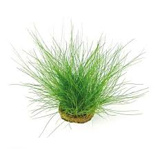 Image result for Eleocharis minuta