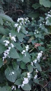 Image result for Hypoestes aristata