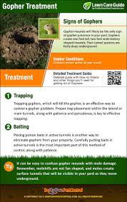 Learn about trapping gophers and other ways to get rid of gophers in your orchard, yard or garden. How To Get Rid Of Gophers Gopher Control Yard Treatment