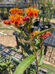 Image result for Asclepias curassavica